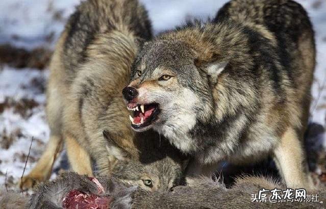 老虎、黑熊斗得过群狼吗？