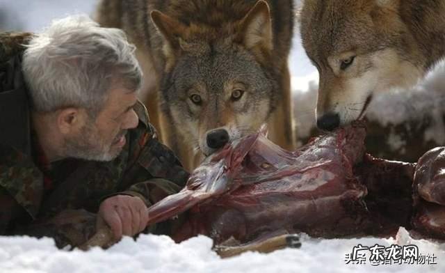 老虎、黑熊斗得过群狼吗？