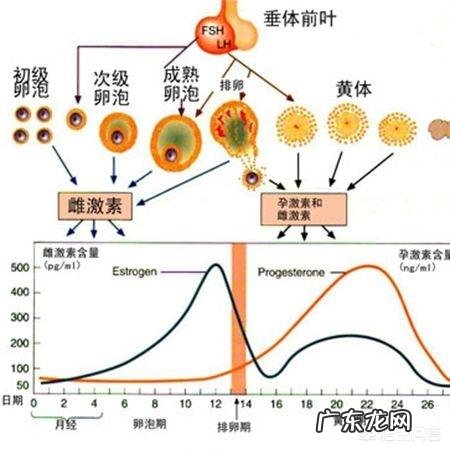月经周期短有於血怎么办?
