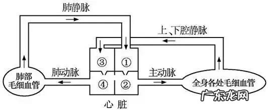 除了跑步,锻炼心肺功能的运动有什么?