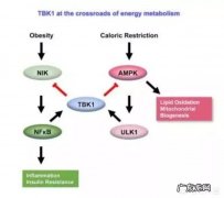 减肥进入瓶颈期怎么办，怎么才能持久？