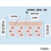 神经酰胺原液和海蓝之谜哪个对角质层修复效果好