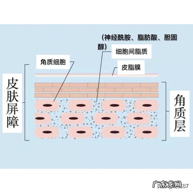 神经酰胺原液和海蓝之谜哪个对角质层修复效果好