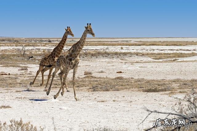 一头壮年雄狮打得过一头壮年长颈鹿吗狮子会不会猎杀壮年长颈鹿