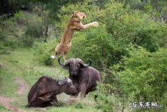 一头壮年雄狮打得过一头壮年长颈鹿吗狮子会不会猎杀壮年长颈鹿