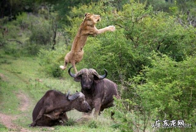 一头壮年雄狮打得过一头壮年长颈鹿吗狮子会不会猎杀壮年长颈鹿
