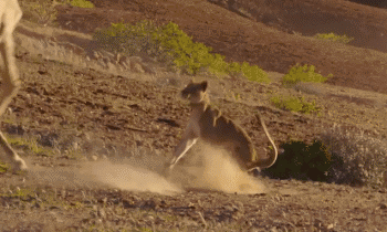 一头壮年雄狮打得过一头壮年长颈鹿吗狮子会不会猎杀壮年长颈鹿
