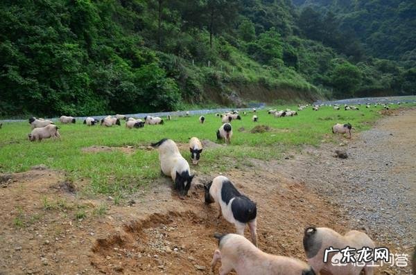 长寿村的长寿老人们身体就都健康吗?