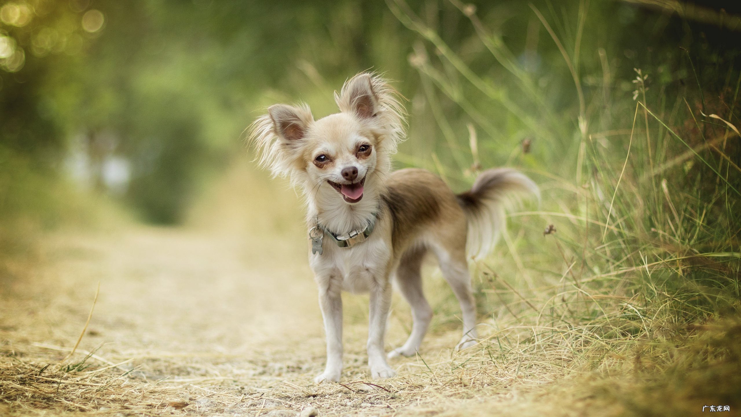 吃杂粮可以减肥吗,为什么?