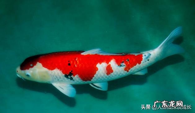 6月24日杨超越改认证引发争议,你怎么看?