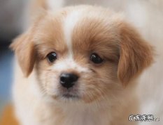 狗狗几个月就不长个子了？ 狗狗7个月还能长个子吗