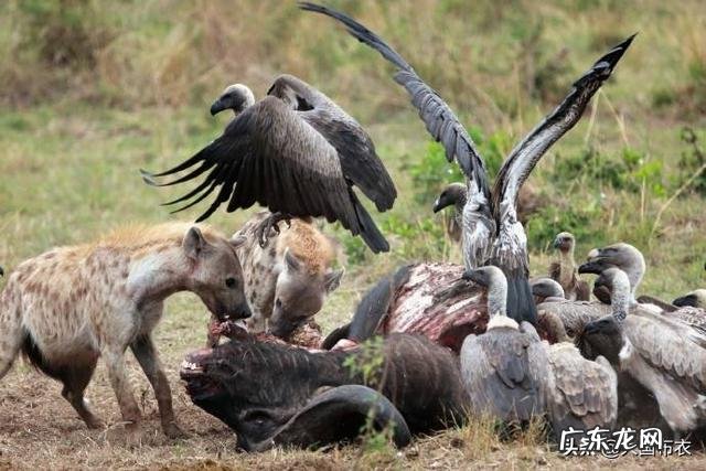 鬣狗在吃腐食的时候，为什么不抓捕旁边等待的秃鹫？