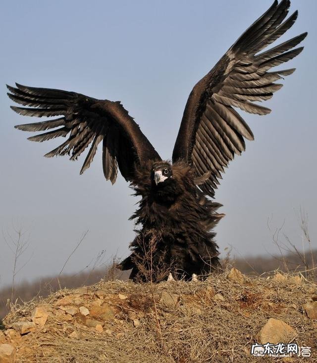 鬣狗在吃腐食的时候,为什么不抓捕旁边等待的秃鹫?