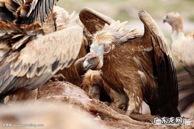 鬣狗在吃腐食的时候,为什么不抓捕旁边等待的秃鹫?