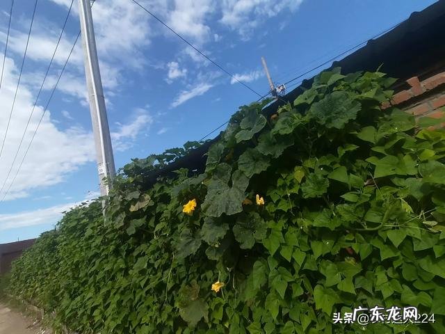 三农视频可以拍哪些内容?