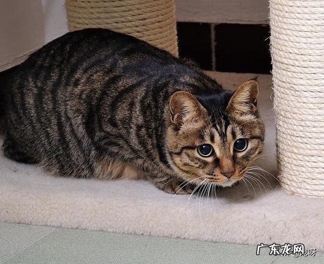 如果把一只狸花猫放大十倍,可以打得过苏门答腊虎吗为什么