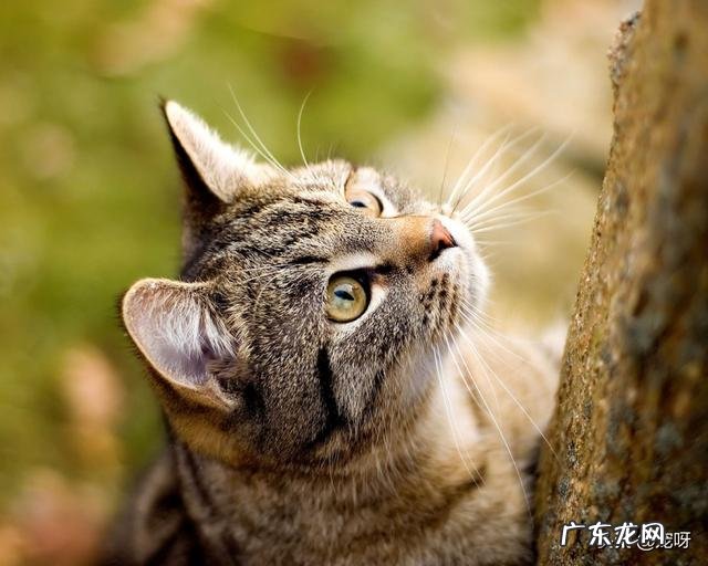 如果把一只狸花猫放大十倍,可以打得过苏门答腊虎吗为什么
