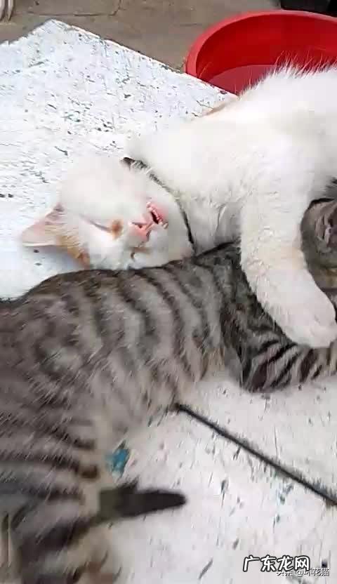 如果把一只狸花猫放大十倍,可以打得过苏门答腊虎吗为什么