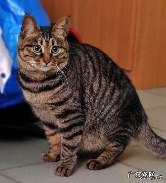 如果把一只狸花猫放大十倍,可以打得过苏门答腊虎吗为什么