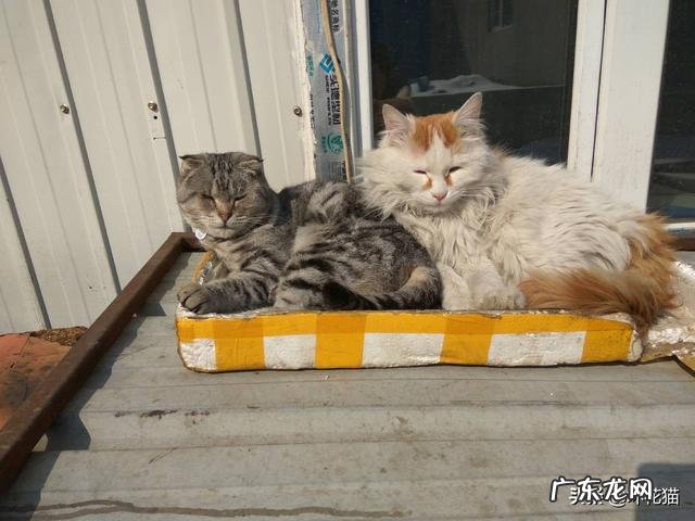 如果把一只狸花猫放大十倍,可以打得过苏门答腊虎吗为什么