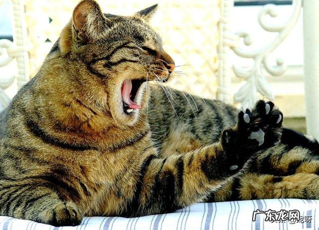 如果把一只狸花猫放大十倍,可以打得过苏门答腊虎吗为什么