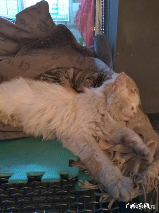 如果把一只狸花猫放大十倍,可以打得过苏门答腊虎吗为什么