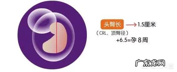 女性怀孕前为什么最好要查一下甲状腺