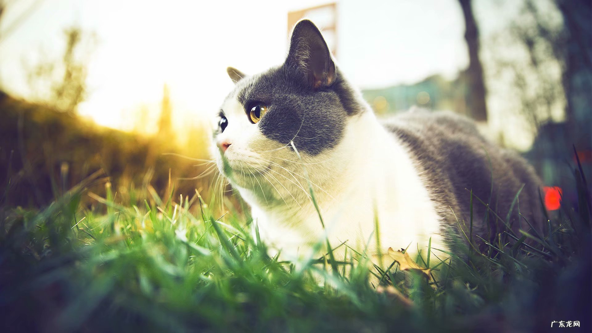 哪种不含草甘膦的燕麦片比较好?