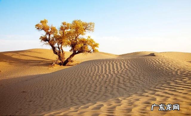 有多少人知道或喜欢新疆旅游和美食?