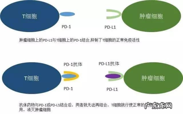 为什么使用PD-1就可以降低死亡率