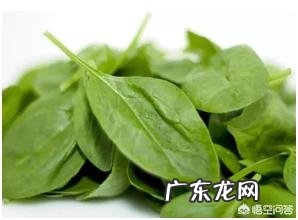 车钱草可以喂鸡吗？有什么好处？