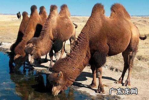 骆驼肉能吃吗？味道怎么样？