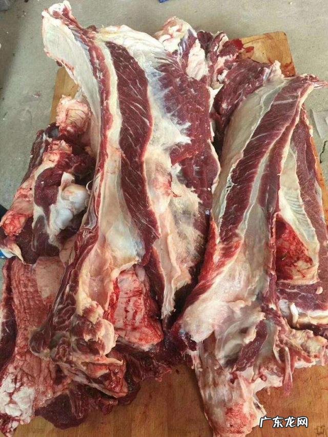 骆驼肉能吃吗？味道怎么样？