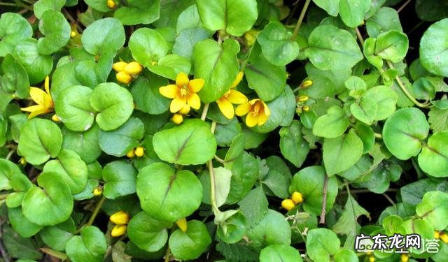 金钱草是什么样的植物?有哪些用途呢?