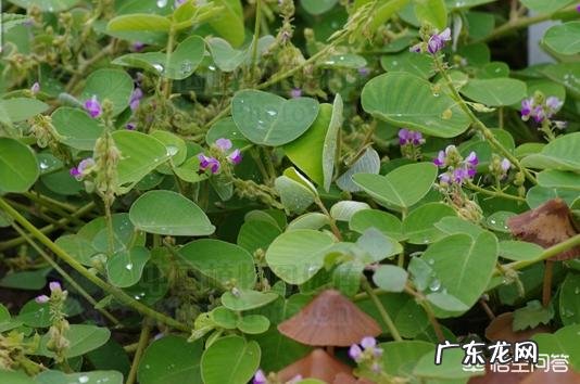 金钱草是什么样的植物?有哪些用途呢?