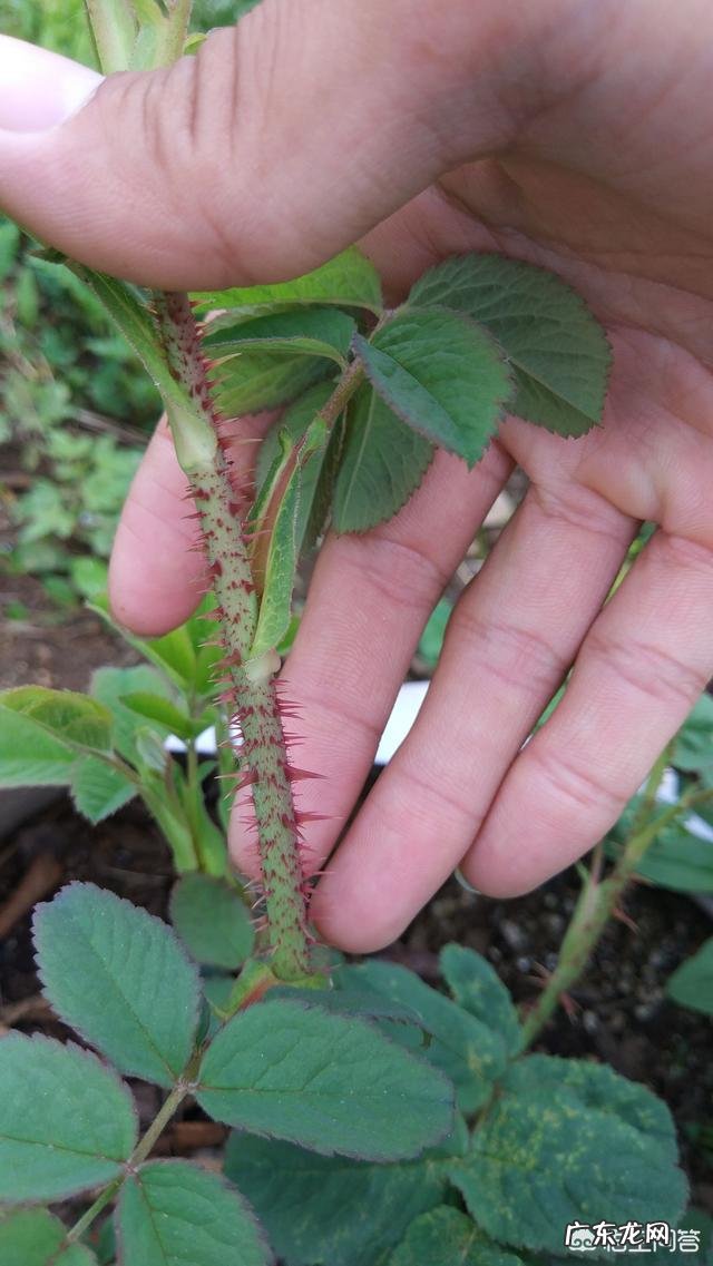 玫瑰月季 如何正确分辨玫瑰与月季?