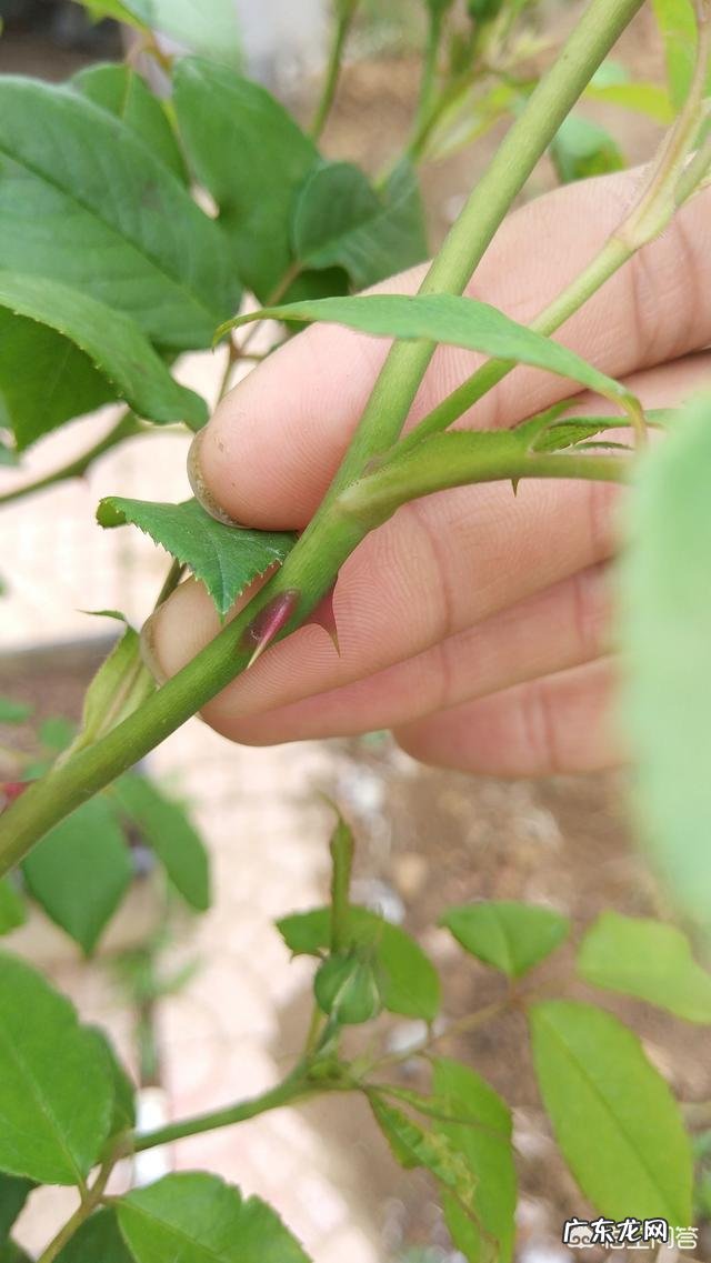 玫瑰月季 如何正确分辨玫瑰与月季?