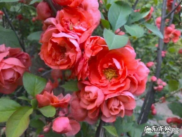 已经是四月中旬了，有哪些方法能够在夏季来临之前瘦下来呢？