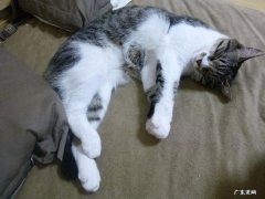 益生菌可以减肥吗。成人吃的？