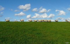 燕麦片可以和玉米一起炸榨汁吗？ 玉米加燕麦米榨汁