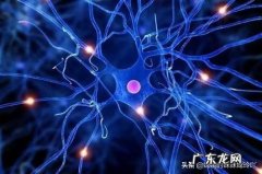 为什么早晨背书容易记住？