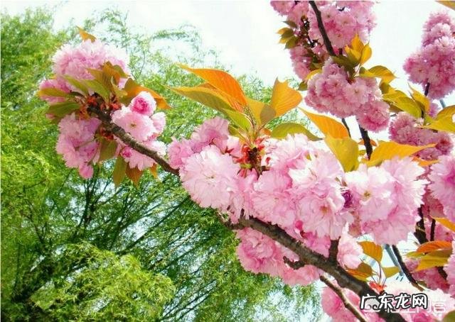 癌症病因以及癌症的zhi疗方法是怎样的呢你怎么看