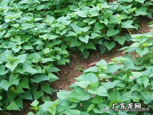 红薯的各种吃法做法 红薯适合什么人吃？吃法有什么讲究吗？