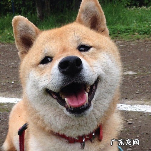 红薯粉条里含蛋白质不含?