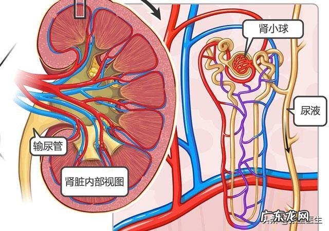 什么颜色的尿液属于正常能根据尿液颜色判断疾病吗