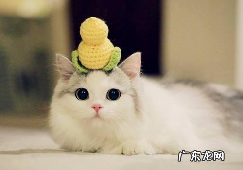 五个月大的布偶猫该怎么喂食