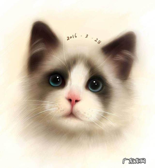 五个月大的布偶猫该怎么喂食