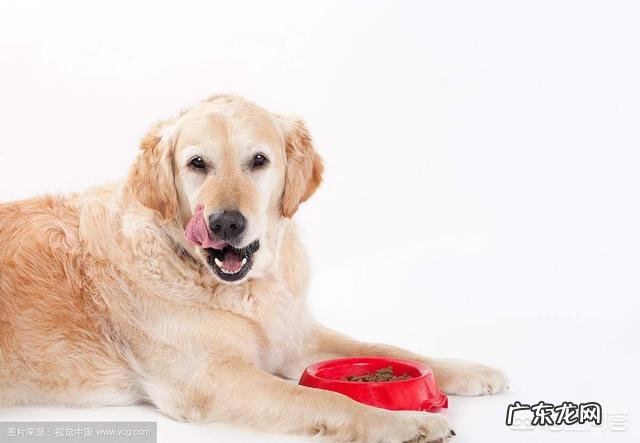 将近三岁的泰迪一天会吃多少狗粮?