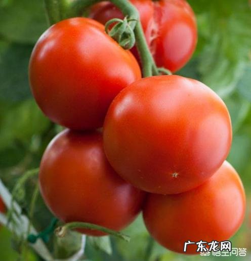 番茄炒丝瓜怎么做才好吃 番茄丝瓜大概需要蒸多长时间?怎么做比较好吃?