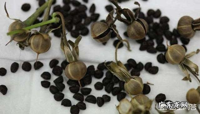 吃了中药后发现已经怀孕了,有影响吗?